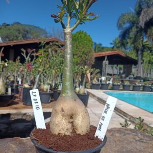 2808 10 Rosa do Deserto Amor de Mãe