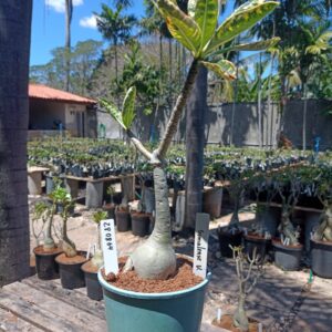 2808 64 Rosa do Deserto Somalense Variegata