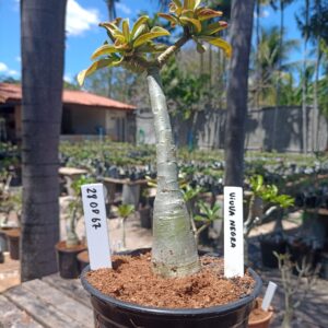 2808 67 Rosa do Deserto Viuva Negra