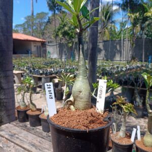 2808 69 Rosa do Deserto Godiva