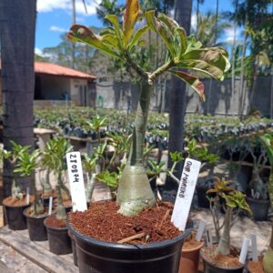 2808 74 Rosa do Deserto Chibi Maruko