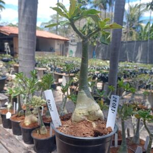 2808 81 Rosa do Deserto Akachi