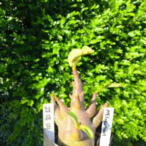 2808 04 Arabicum Megalodont 12 meses