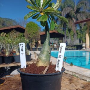 2908 01 Rosa do Deserto Dama Da Noite