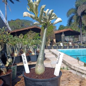 2908 02 Rosa do Deserto Anchieta