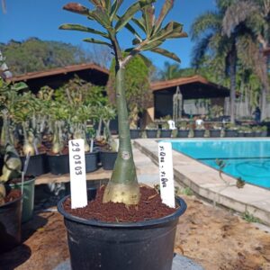 2908 03 Rosa do Deserto Xique-Xique