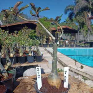 2908 05 Rosa do Deserto Lua Negra