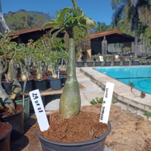 2908 08 Rosa do Deserto Viuva N. Dobrada