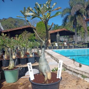 2908 10 Rosa do Deserto Grape Essence