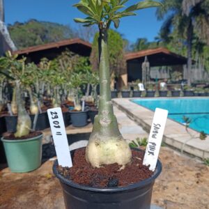 2908 11 Rosa do Deserto Snow Pink