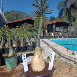 2908 13 Rosa do Deserto Swallow