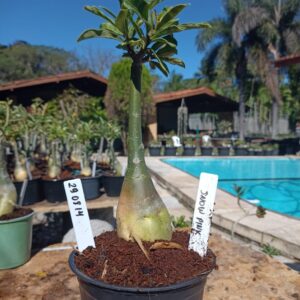 2908 14 Rosa do Deserto Snow Pink