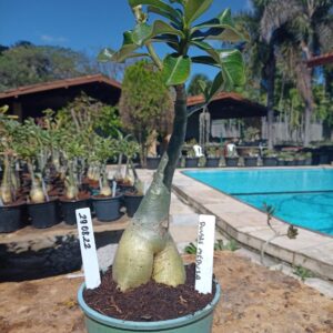 2908 22 Rosa do Deserto Double Medusa