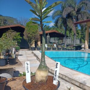 2908 24 Rosa do Deserto Royal Sunshine