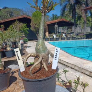 2908 25 Rosa do Deserto Arizona