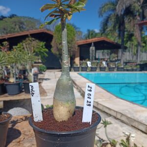 2908 29 Rosa do Deserto Nolan