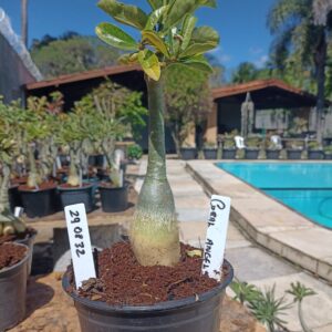 2908 32 Rosa do Deserto Coral Angel