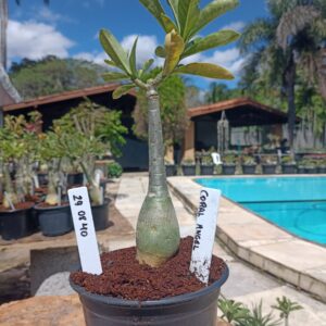 2908 40 Rosa do Deserto Coral Angel