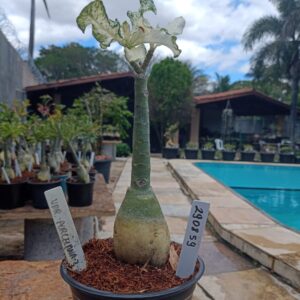 2908 59 Rosa do Deserto Variegata Porcelana 2