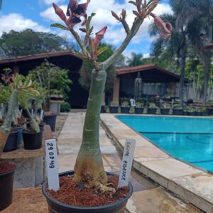 2908 49 Rosa do Deserto Grape Essence