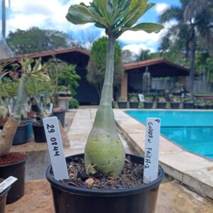 2908 44 Rosa do Deserto Golden Faith 2