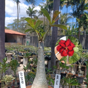 2808 88 Rosa do Deserto Variegata 500