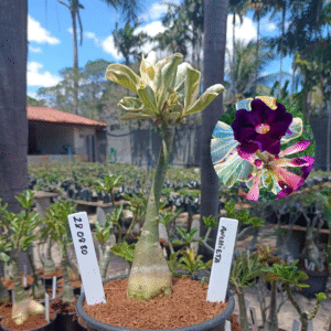 2808 80 Rosa do Deserto Anchieta