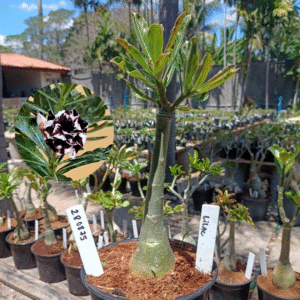 2808 75 Rosa do Deserto Lilac