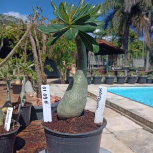 0109 11 Rosa do Deserto Soconatrum