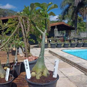 0109 13 Rosa do Deserto Doube Medusa