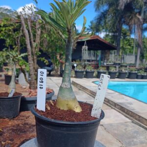 0109 17 Rosa do Deserto Mistica