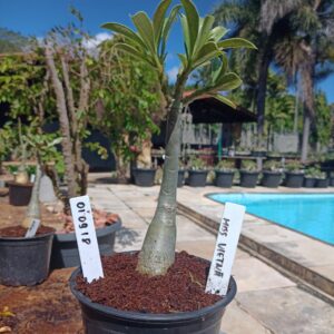 0109 18 Rosa do Deserto Miss Vietnã