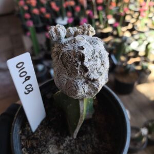 0109 03 Cacto Snow Ball