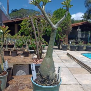 0109 59 Rosa do Deserto Surprise Enxertada