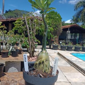 0109 56 Rosa do Deserto Grape Essence