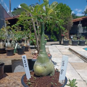 0109 52 Rosa do Deserto Variegata 500