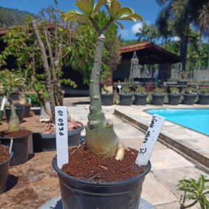 0109 36 Rosa do Deserto Viuva Negra Dobrada