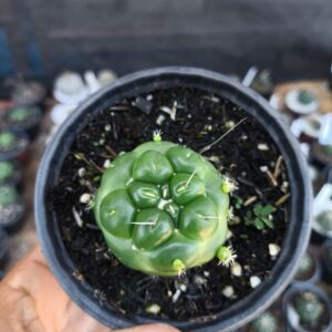 Cacto Coryphantha elephantidens