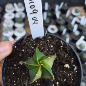 0109 04 Cacto Miryo koyo