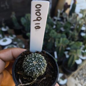 0109 10 Cacto Asteria Kabuto