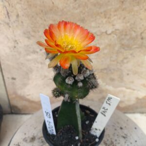 0209 05 Cacto Asterias Ws 248 Leilão