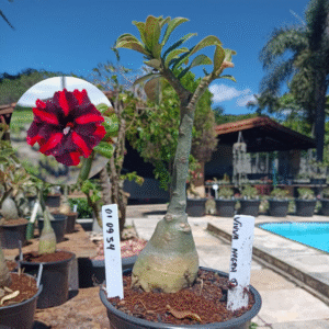 0109 34 Rosa do Deserto Viuva Negra Dobrada