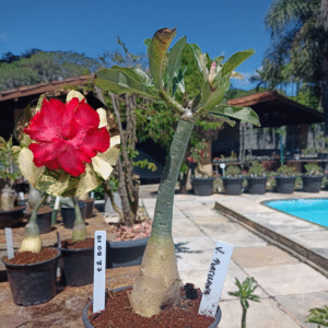 0109 37 Rosa do Deserto Var. Porcelana