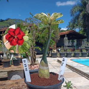 0109 40 Rosa do Deserto Variegata 500