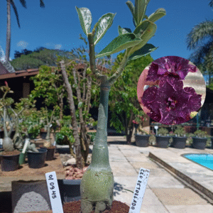 0109 45 Rosa do Deserto Céu Estrelado