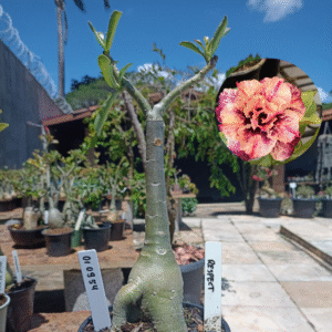 0109 54 Rosa do Deserto Respect