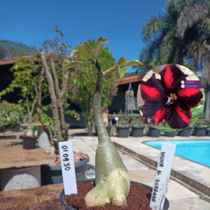 0109 30 Rosa do Deserto Viuva Negra Dobrada