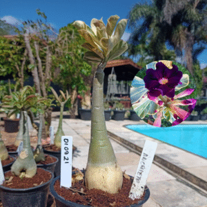 0109 21 Rosa do Deserto Anchieta