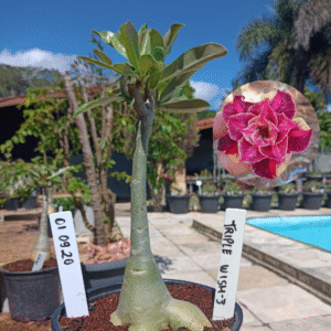 0109 20 Rosa do Deserto Triple Wish 3