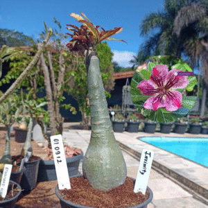 0109 12 Rosa do Deserto Infinity